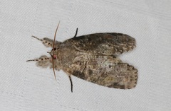 Gadirtha impingens