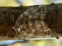 Epirrita dilutata