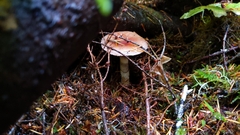 Cortinarius seidliae