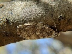 Epirrita dilutata
