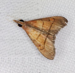 Hemiscopis suffusalis