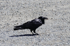 Corvus coronoides