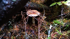Cortinarius seidliae