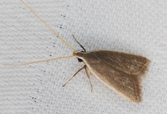 Homaloxestis multidentalis