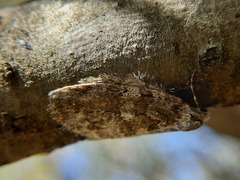Epirrita dilutata