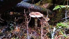 Cortinarius seidliae