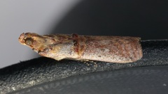 Hypargyria metalliferella