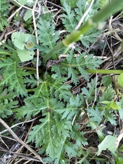 Lichtensteinia interrupta
