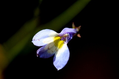 Lobelia erinus
