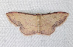 Idaea jakima