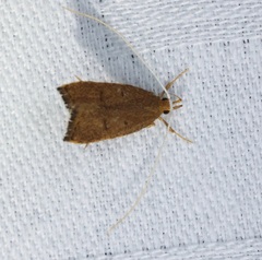 Lecitholaxa thiodora