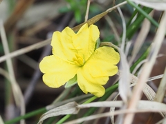 Hibbertia australis