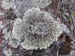 Xanthoparmelia conspersa