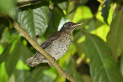 Turdus olivaceofuscus