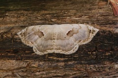 Somatina anthophilata