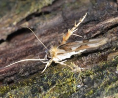 Stathmopoda stimulata