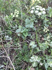 Lichtensteinia interrupta