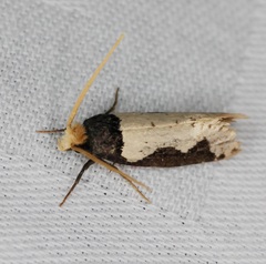 Thisizima subceratella