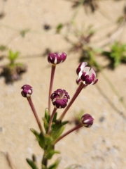 Zaluzianskya maritima