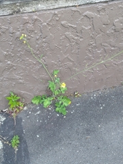 Brassica fruticulosa