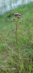 Senecio erubescens