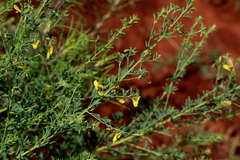 Dichilus lebeckioides