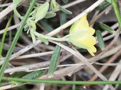 Hibbertia australis