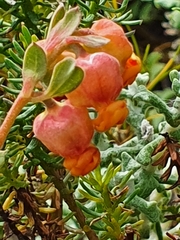 Hermannia ternifolia