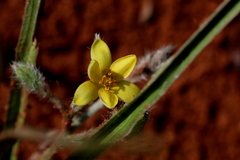 Hypoxis argentea