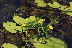 Ludwigia peploides montevidensis