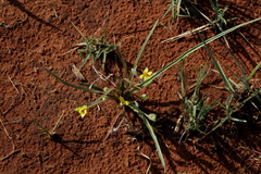 Hypoxis argentea