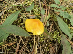 Hygrocybe acutoconica