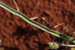Hypoxis argentea