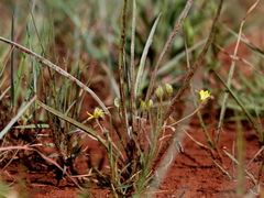 Hypoxis argentea