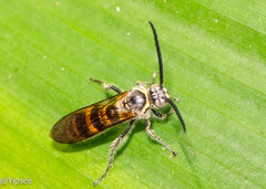 Phalerimeris phalerata