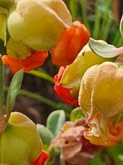 Hermannia ternifolia