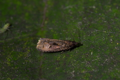 Cryptaspasma querula