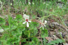 Pelargonium elongatum