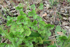 Pelargonium elongatum