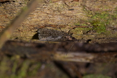 Cryptaspasma querula
