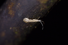 Sagephora phortegella