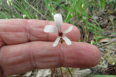 Pelargonium elongatum