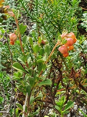 Hermannia ternifolia