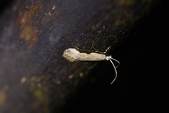 Sagephora phortegella