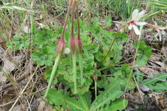 Pelargonium elongatum