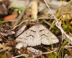 Dichromodes atrosignata