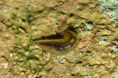 Athoracophorus
