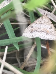 Dichromodes mesogonia