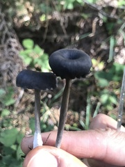 Cyanula