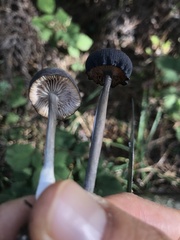 Cyanula